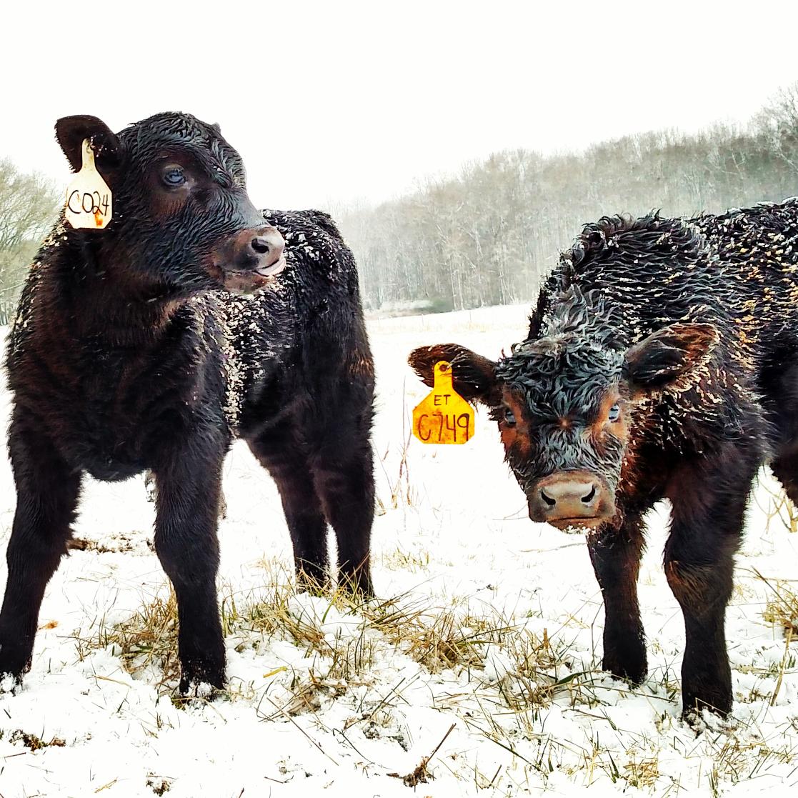JessicaMichale's tweet photo. @foxcarolinanews calves in the snow on Clemson University's beef cattle farm! http://t.co/mVHBEMRg0J