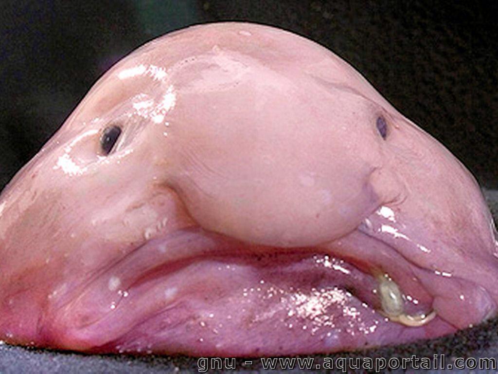 The Blobfish's blob-like appearance is the result of decompression damage.  : r/Damnthatsinteresting