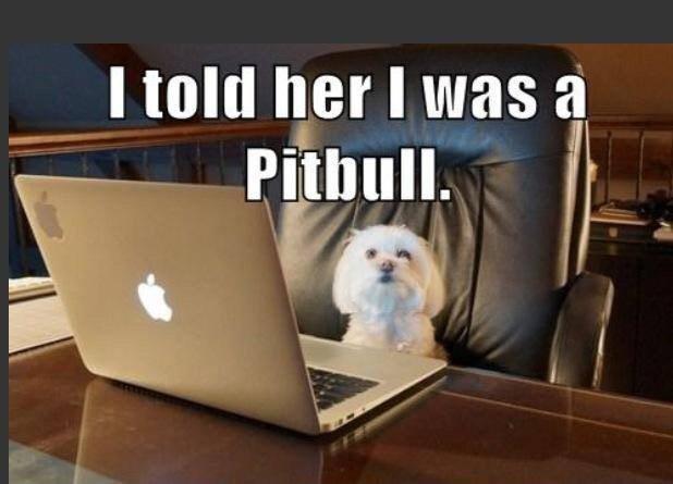 #onlinerelationships #Pitbull #lol