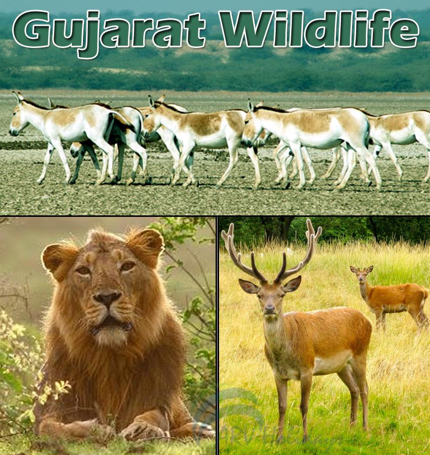 Gujarat is the land, which is enriched with the amazing wildlife...  goo.gl/FMTgFL