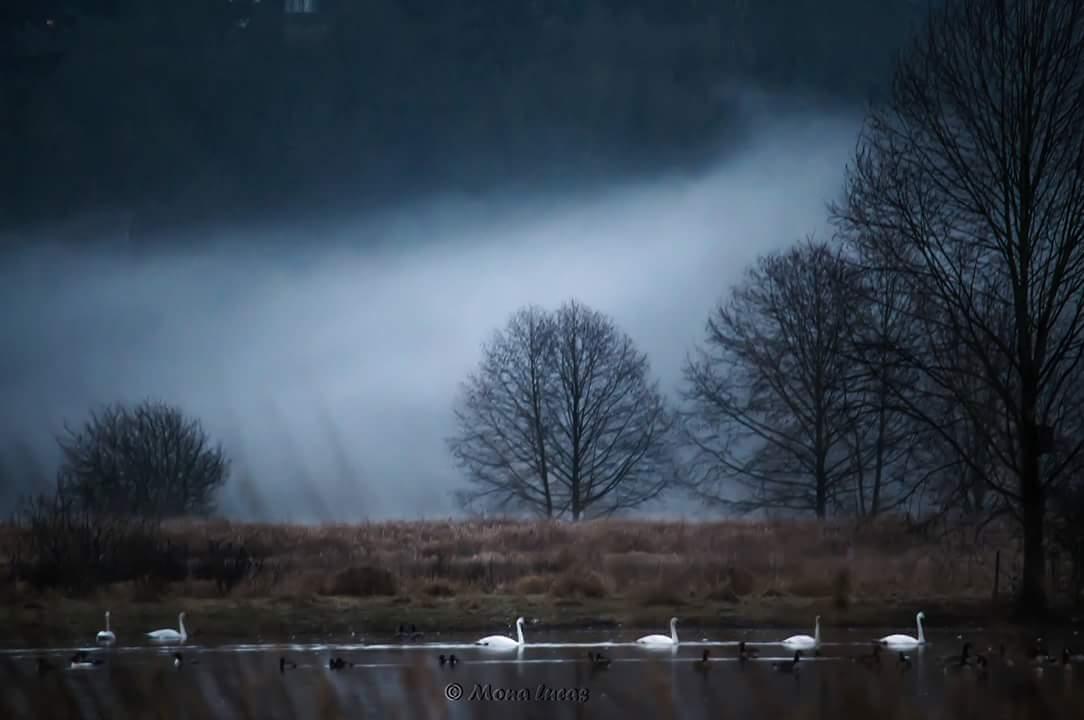 MonaLucas_Photo's tweet photo. #Blue.hour at Willband Ck Pk #Abbotsford with moody mist &amp; glistening #swans.
@TourismAbby @ctccct @beherebc http://t.co/9mTz6bwICm