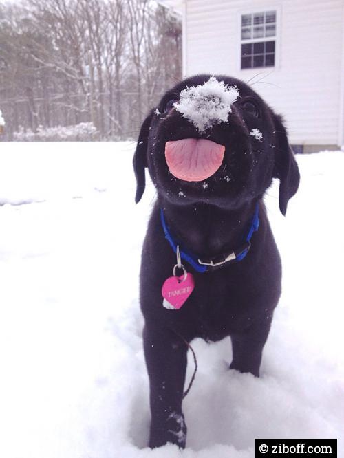 Puppies snow day!