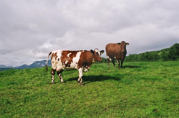 Norsk Rødt Fe (NRF) er blitt framhevet av FNs landbruksorganisasjon som verdens beste ku! goo.gl/fUYZBV