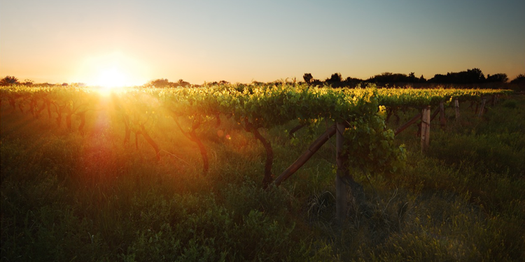 AvisSouthAfrica's tweet photo. Did you know that Upington was originally called Olyfenhoudtsdrif? Read more: http://t.co/5UmMs6LDUZ #GetOutMoreSA http://t.co/2Q4tHQvKwr