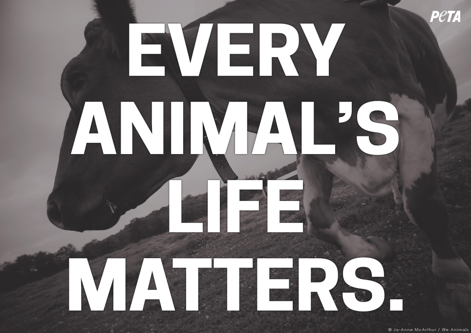 peta's tweet photo. ALL animals deserve to live their lives free from suffering &amp; exploitation. #Reasons2GoVegan http://t.co/VH6cImcXRk