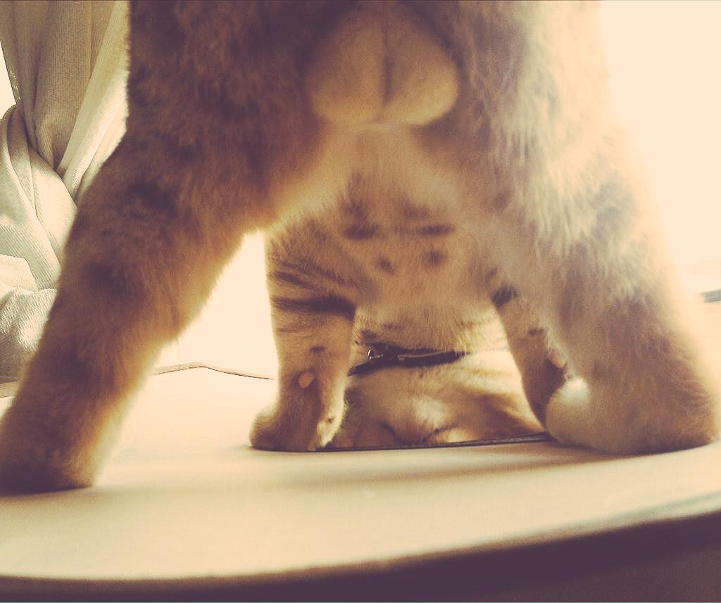 めっちゃ誘ってくるセクシーショットまとめ 猫 Togetter めっちゃ誘ってくるセクシーショットまとめ 猫 Togetter