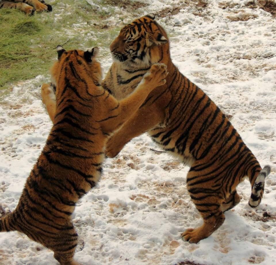 Little Rock Zoo on Twitter "We're closed again today but the inclement