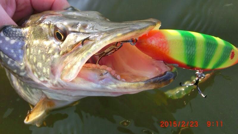 thefishinglife's tweet photo. #Pikeview http://t.co/ddxijavTUc