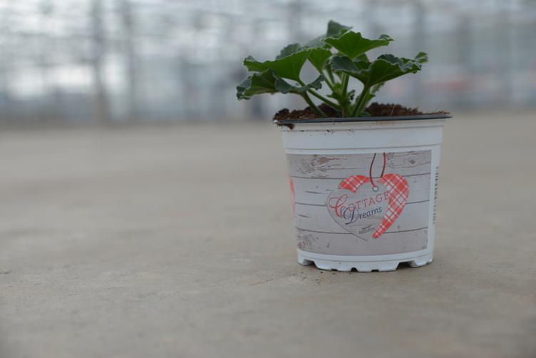 Green05bv's tweet photo. Heeft u onze nieuwe Cottage Dreams Geraniums al gezien? Wij kunnen ze direct leveren voor u! #service #green05 http://t.co/faZ6x7uHcj
