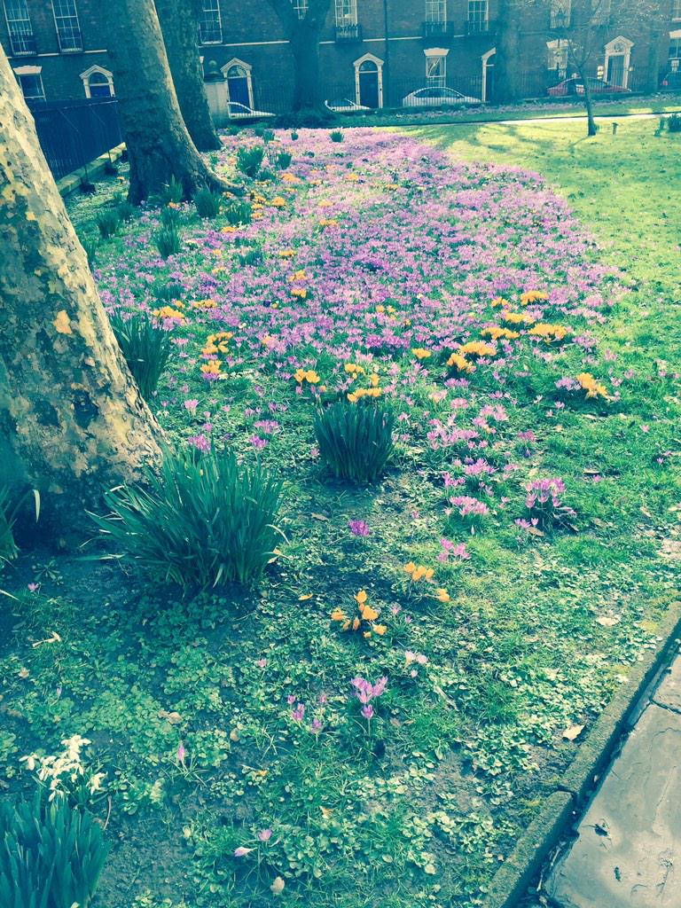 The flowers are beginning to blossom beautifully in King Square @SedgemoorDC #thankyou #Cleansurroundings