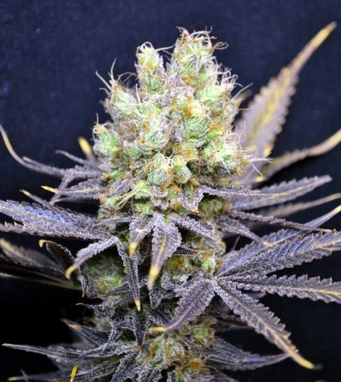 lamarihuana's tweet photo. CBD Nordle es una semilla ideal para consumo medicinal. 
Es súper productiva.  http://t.co/8zEHgc06OR http://t.co/PK7uNUqQsP