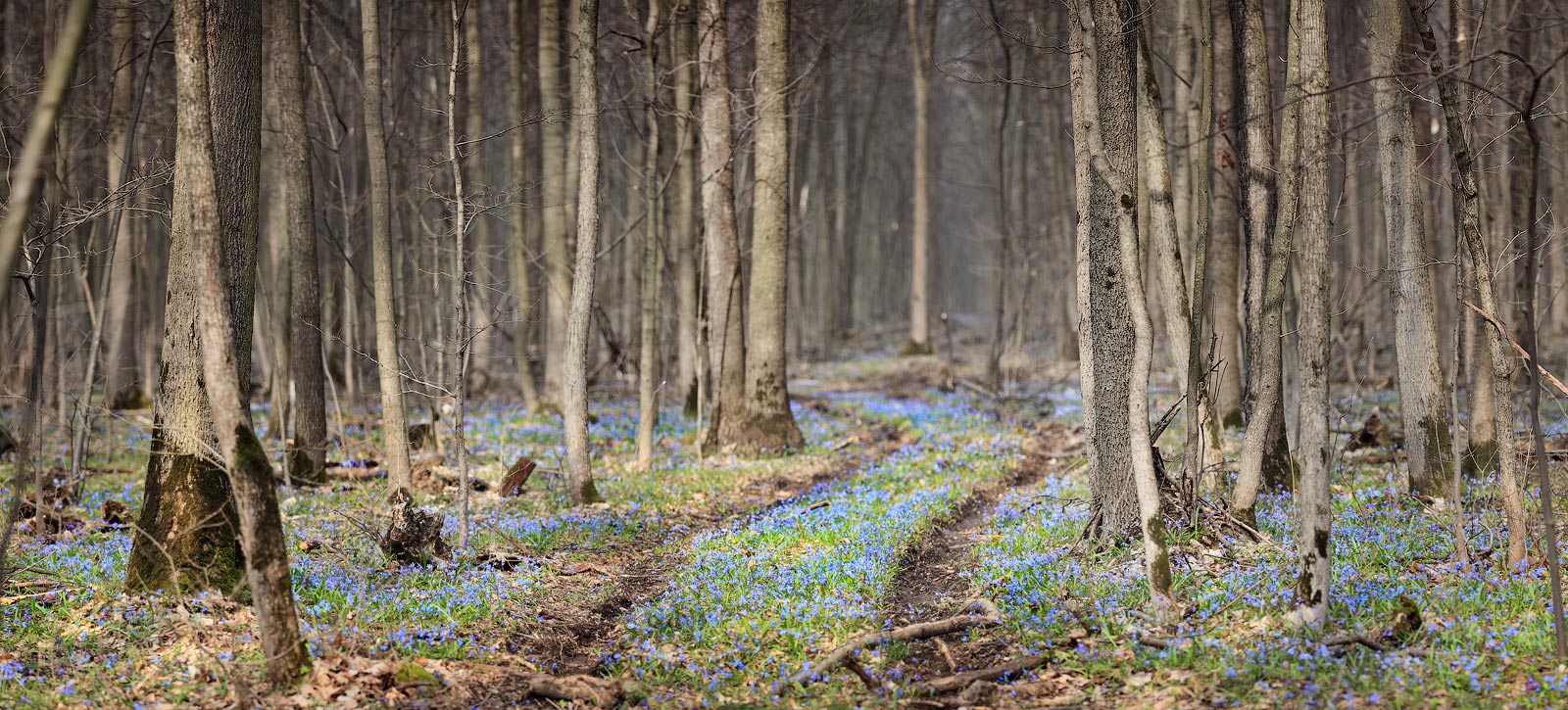 Весенний лес панорама