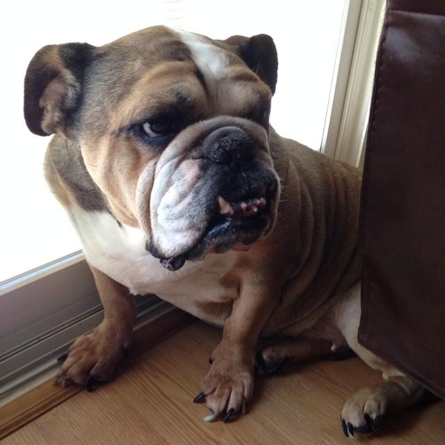 Dogagram's tweet image. See telullahthebulldog and more #instinct Top Dog Selfies @ dogagram.com/natural-dog-tr…