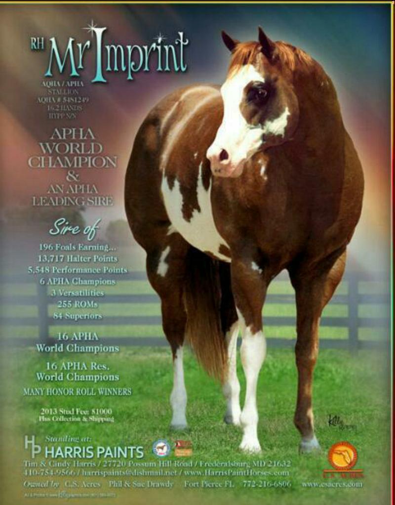 lil_stone24's tweet photo. Got to love rustlers grandsire #greatbreeding #loveamericanpaints http://t.co/AFgzfFPX9p