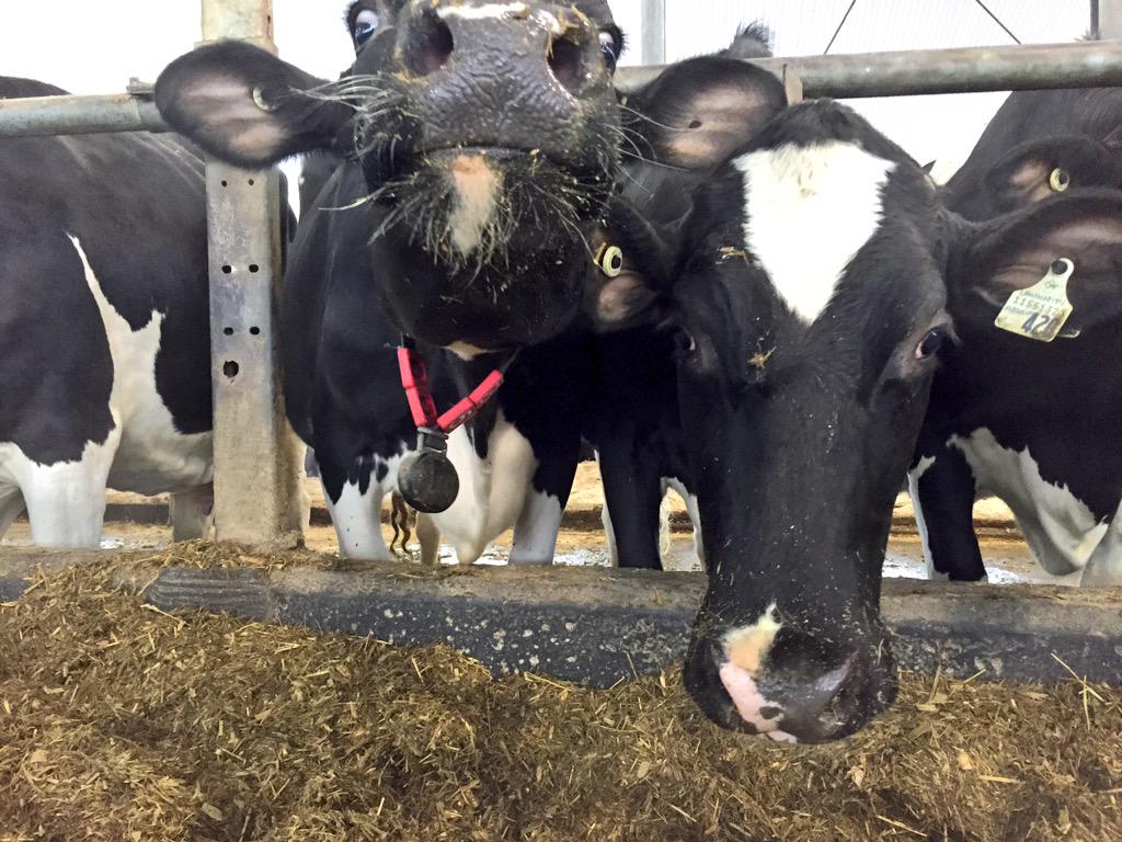 Semex's tweet image. RT @sarasim: My 2 favourite Lauthoritys hanging out at the bunk together ❤️❤️❤️ #Jade #Absolute