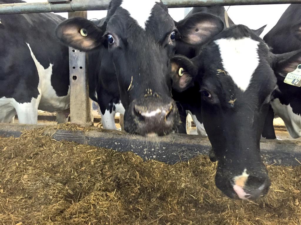 Semex's tweet image. RT @sarasim: My 2 favourite Lauthoritys hanging out at the bunk together ❤️❤️❤️ #Jade #Absolute
