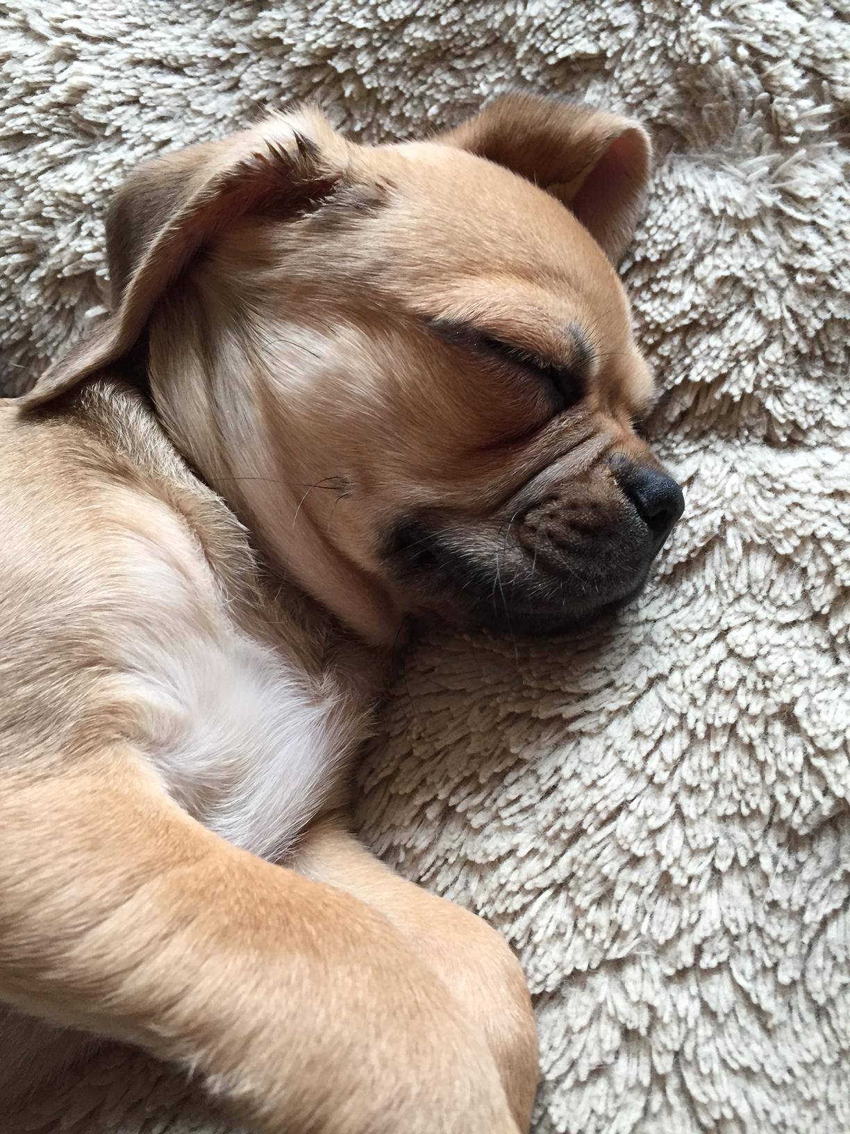 pet-assure-petassure-twitter