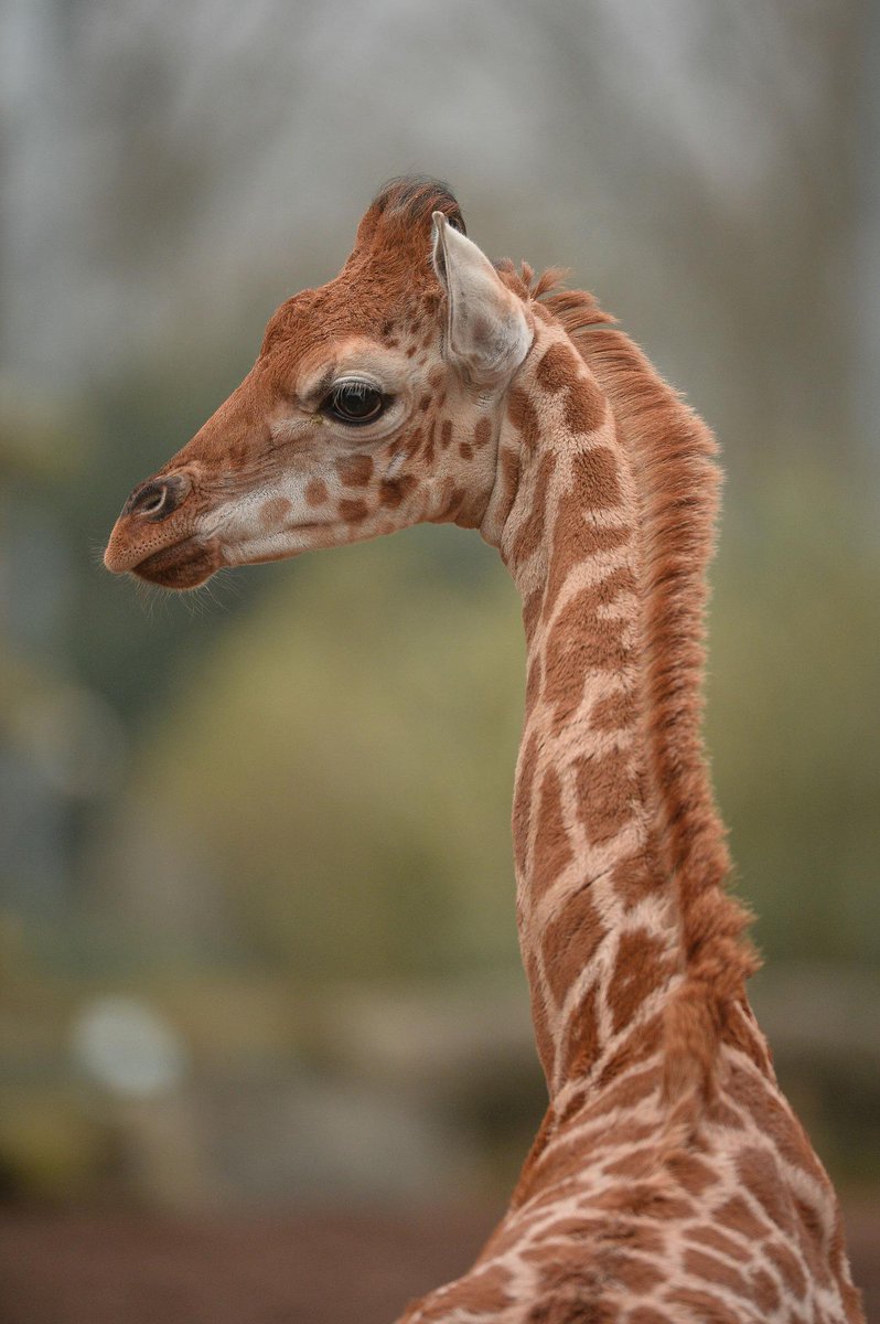 chesterzoo's tweet image. Weighing in at 114kg - it's Zahra the #giraffe calf! (We know that 'cos our keepers have just had her on the scales!)