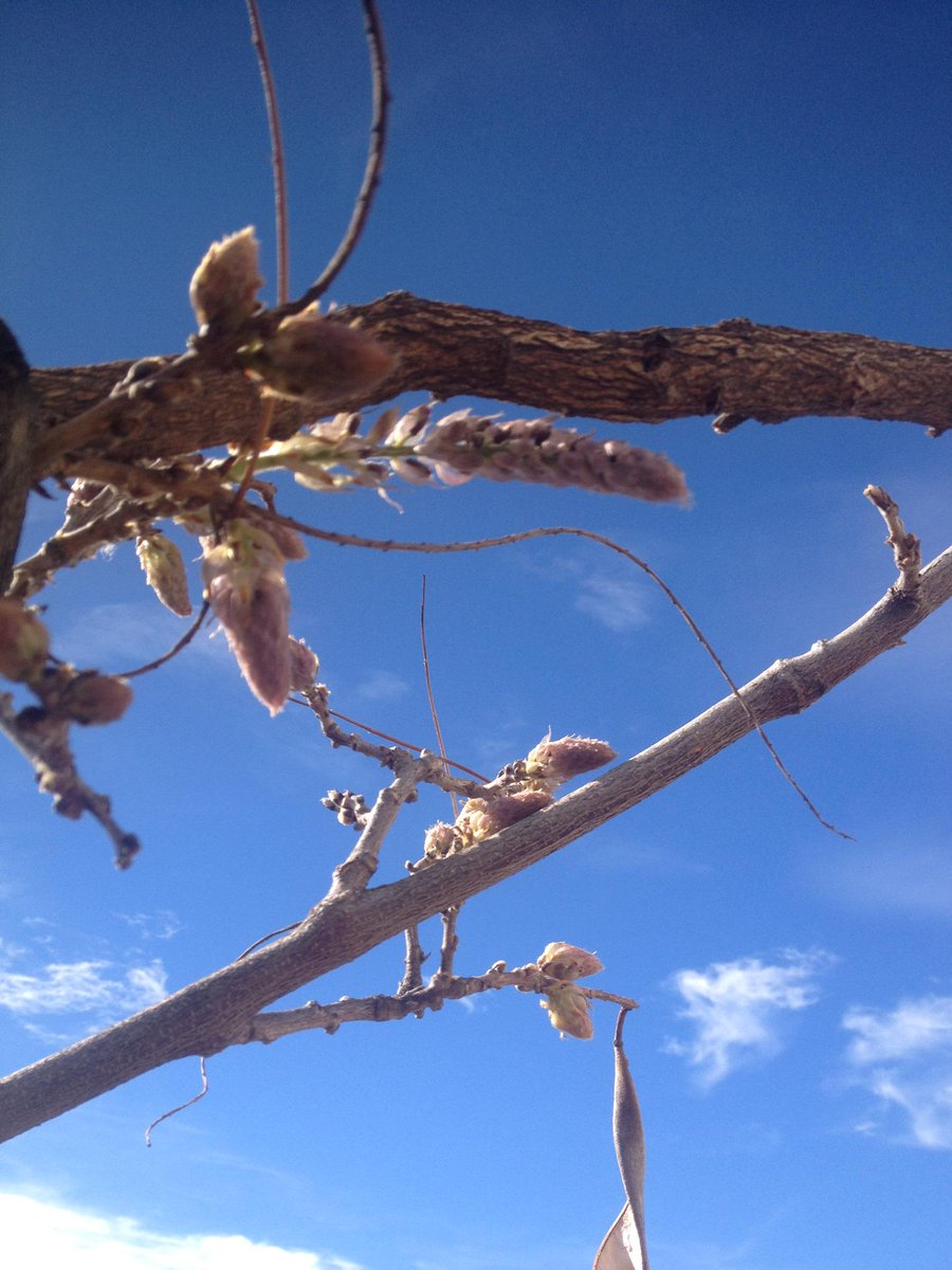 Our Wisteria Terrace is coming to life...Spring is most definitely here! #rockhotelgibraltar #Gibraltar #springishere