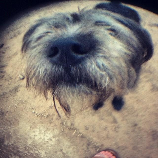 Dogagram's tweet image. See themutt_nicki and more #doghouse Top Dog Selfies @ dogagram.com/dog-houses/