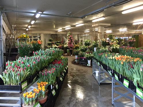 leek_herwin's tweet image. IGH show 26 februari t/m 28 februari#topshow#lelies