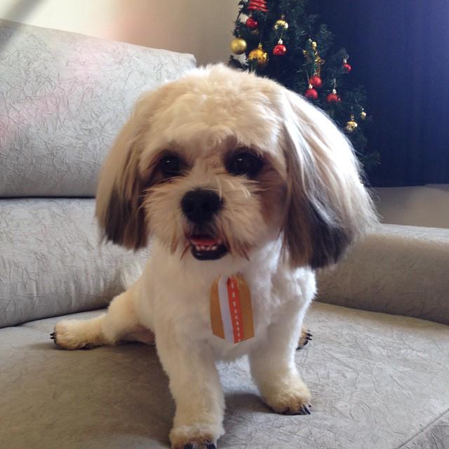 Dogagram's tweet image. See shihtzu.cookie and more #instinct Top Dog Selfies @ dogagram.com/natural-dog-tr…