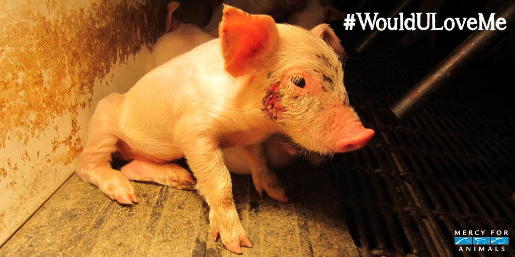 MercyForAnimals's tweet photo. #WouldULoveMe if I were a puppy. 

#FactoryFarming #GoVegan http://t.co/LB5XmFdJBT