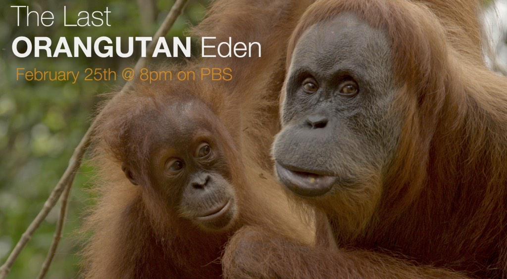 klein_j100's tweet image. RT @MorganWildlife: Ready to go ape? #TGclass