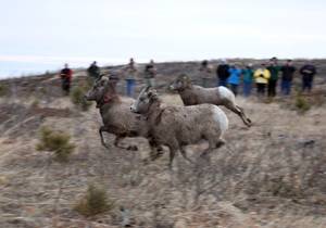 wildsheephunter's tweet photo. New herd of bighorn sheep moved to Northern Hills in SD-->http://t.co/chCBgL21Nl http://t.co/QUx2bwLvuF