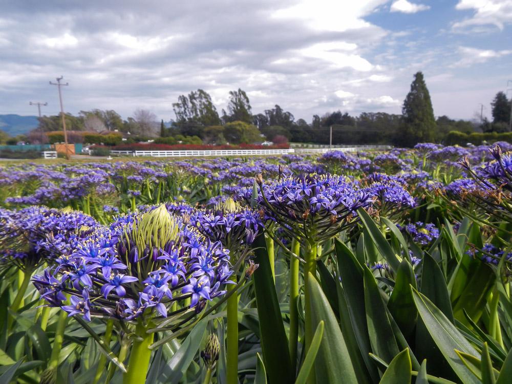 GoldenStateBulb's tweet image. Caribbean Jewels