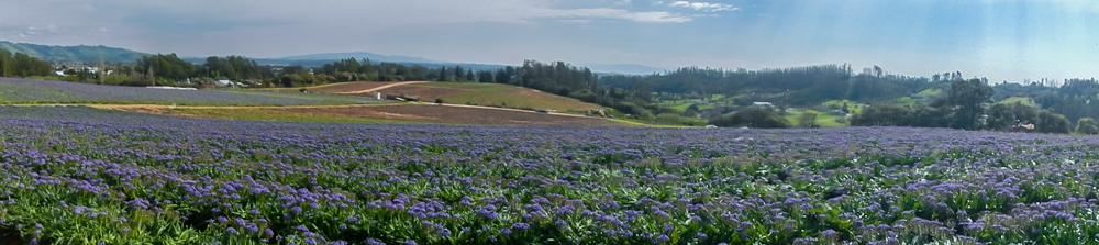 GoldenStateBulb's tweet image. Caribbean Jewels