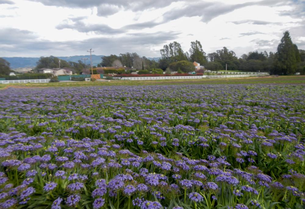 GoldenStateBulb's tweet image. Caribbean Jewels