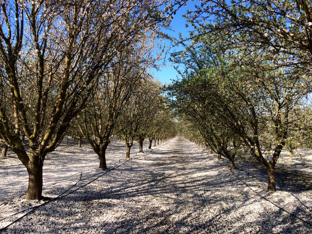 marc_suderman's tweet photo. #almonds looking ragged? Good pollination/set often looks that way; foliar P&amp;K now! #ifertilize @agfaxwest http://t.co/um2bHYZauQ