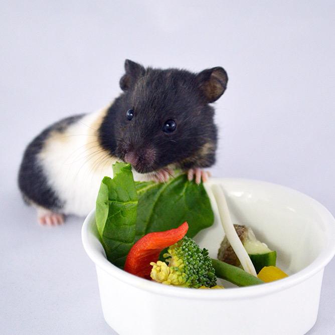 Hamster_Guide's tweet image. Im leaving 2moz to do a 19hr round trip to pick up my 3rd hammy from a breeder! Back on Monday! 😄❤️🐹
#hamster #hammy