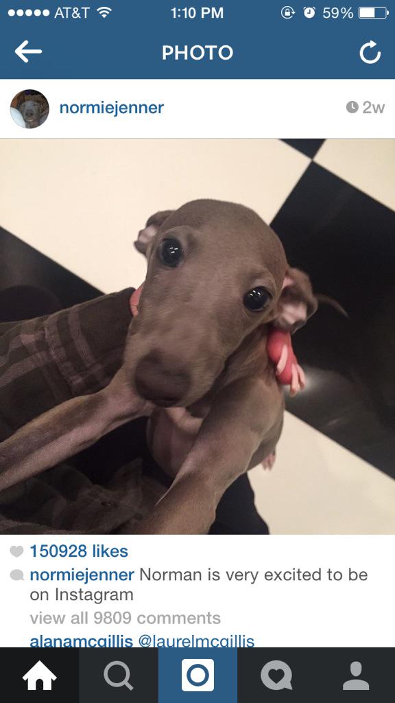 Tara Jones On Twitter Kylie Jenners Dogs Instagram Has 319000