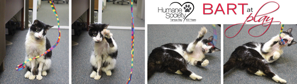 HumaneTampaBay's tweet photo. We posted a #BartUpdate on our blog, it’s a cute one: http://t.co/GAj6WvvuWd #ZombieCat #TampaBay #CatsOfTwitter http://t.co/pcrhOXoVHH