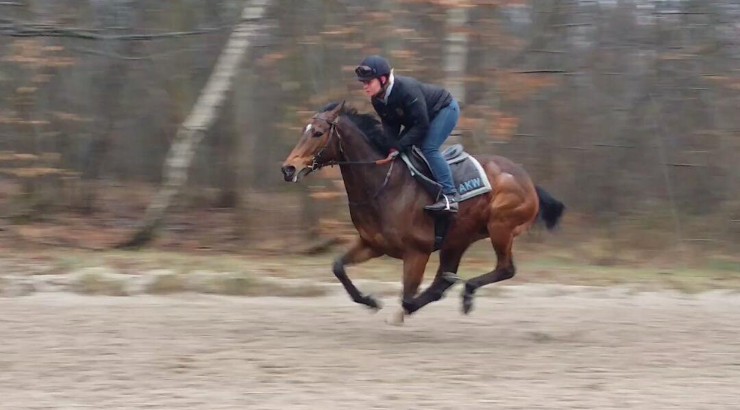 aokweaver's tweet image. The gorgeous Gottingen working on the Lion gallop in Chantilly this morning. @BELLECHOSE @spoons00