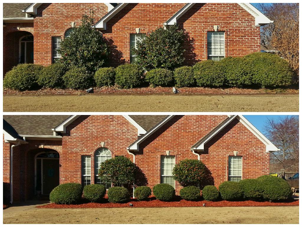 Trimming and Mulching
Top:  Before
Bottom:  After
