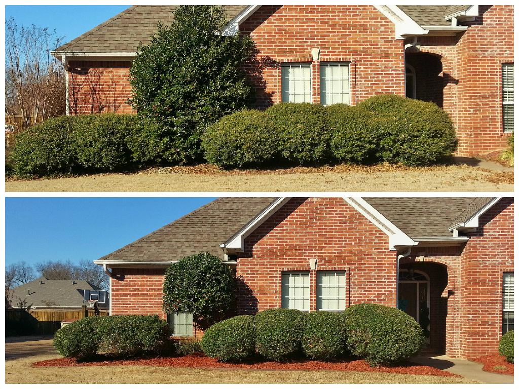 Trimming and Mulching
Top: Before
Bottom: After