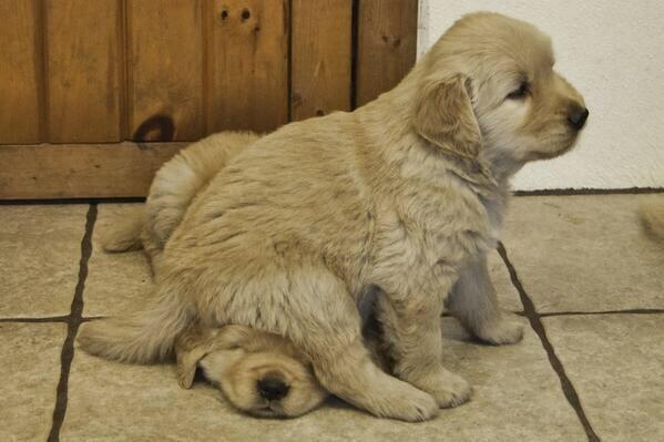 Samalama033's tweet photo. Bottom pup- me
Top pup- my lab practical http://t.co/RNd4zUShbG