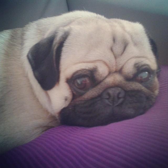 Dogagram's tweet image. See theherospug and more #petmate Top Dog Selfies @ dogagram.com/dog-kennels-cr…