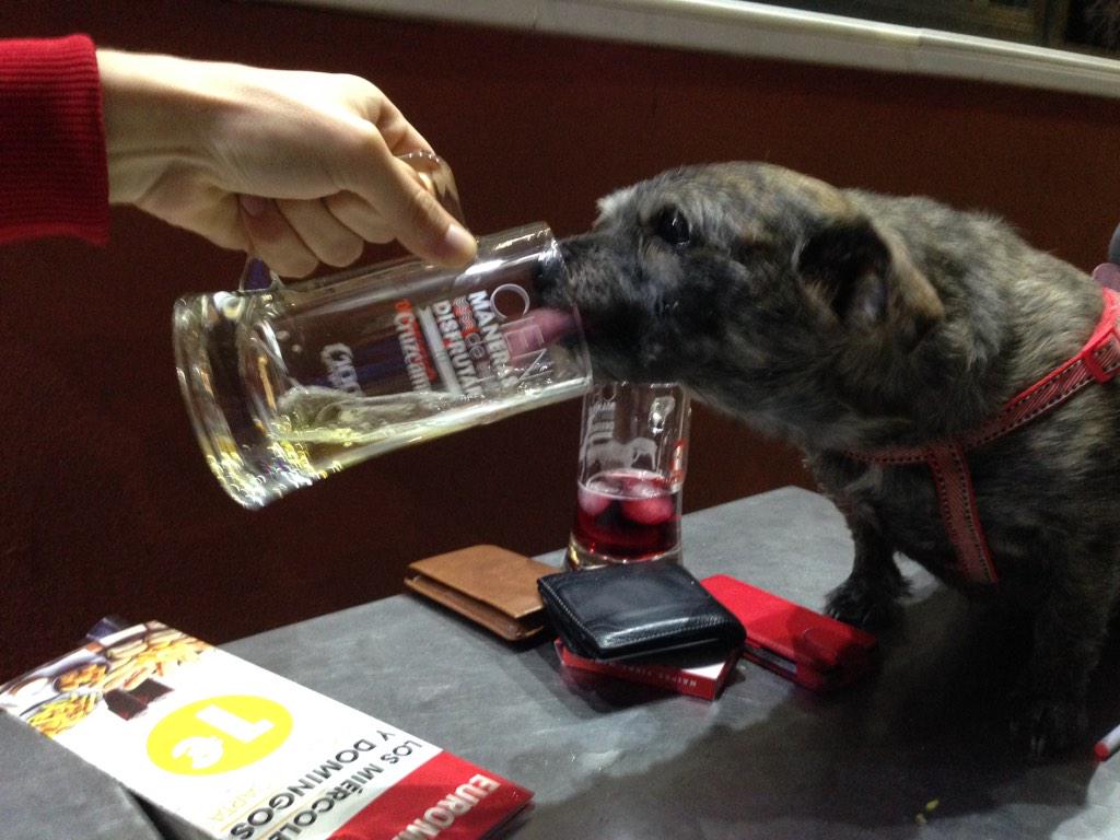 JesuSanchez3's tweet photo. De cerveceo! @AlexGarciaThug @luisguerra04 #victillo #laika http://t.co/VZmSqQNmKx