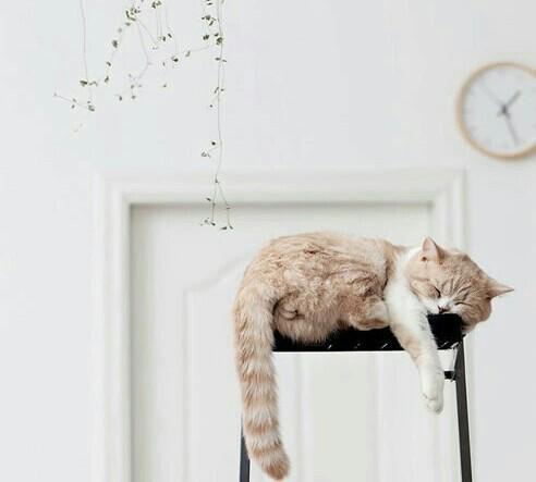 AnnaMeowww's tweet photo. @squidgypelvis Помните - ближайший и самый нелепый путь к вашей скоропостижной смерти - безумие за рулем. http://t.co/ytVHOwR34K #Москве