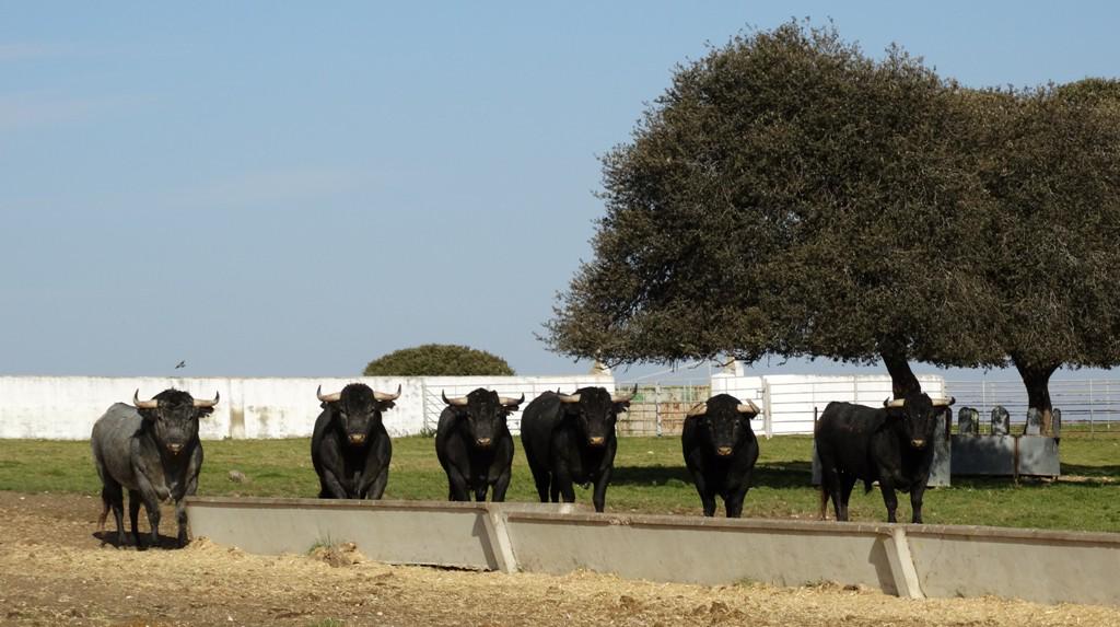 juankelgordo's tweet photo. "@victorinotoros: #Fotogalería #Camada2015 1ª Parte  http://t.co/SXIiEEoZYt http://t.co/K4ccDE9FQq"