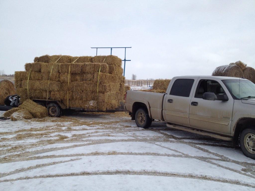 whiskeycreek_AB's tweet photo. Continuing our #calvingprep by hauling straw bales for the barn loft to keep our babies warm in their stalls http://t.co/hNfN5hEUGy