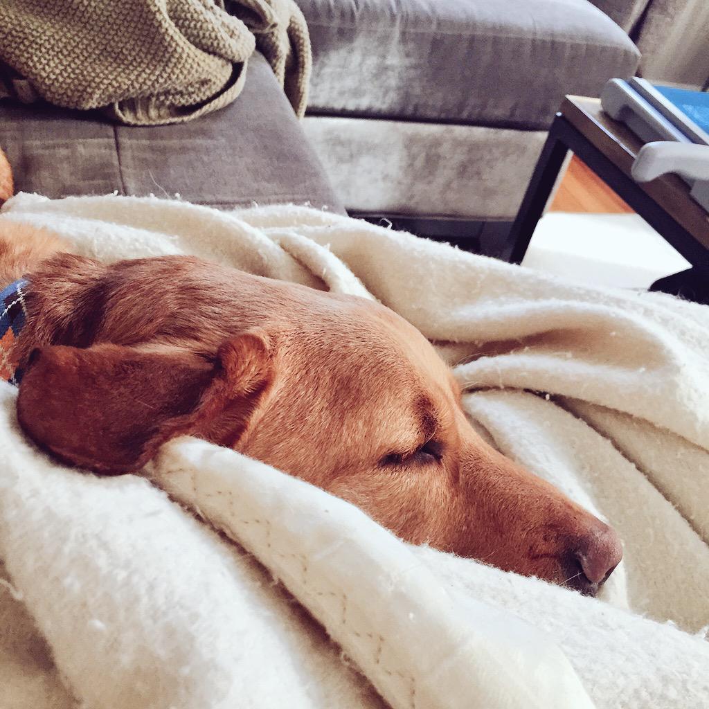 printtherapy's tweet image. Taking an eye break after hours of working on PowerPoint. Walked in to full on loud puppy snoring. #WorkFromHomeWin