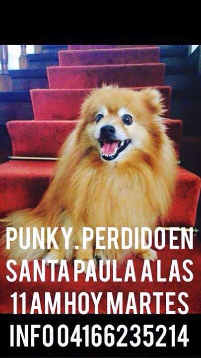 AteneaAlaika's tweet photo. @YaelBenmergui ESTE PELUDO CIEGO Y SORDO SE PERDIO EN CALLE MERCURIO SANTA PAULA  #baruta http://t.co/Z47co0e58C @Tango_BME @PerrosPCcs