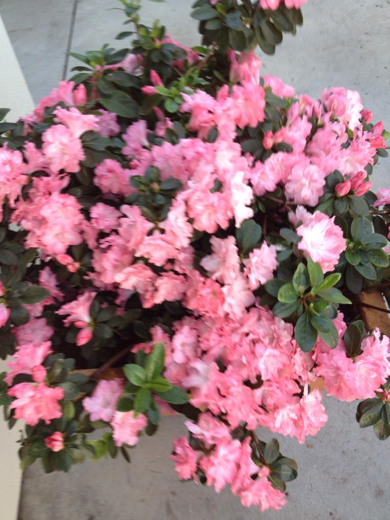 SmarterGarden's tweet photo. Azalea 'Bubble' on Michael Kappel's patio, Westwood http://t.co/vpZsiGGKjl