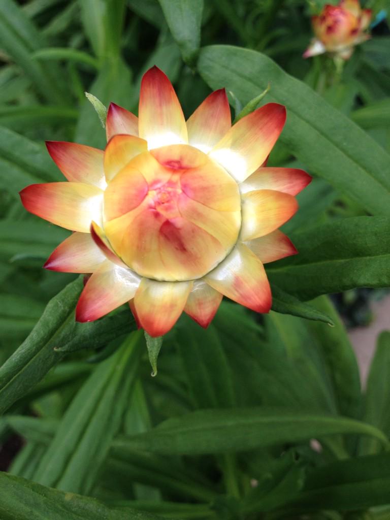 SmarterGarden's tweet photo. Straw flowers from Michael Kappel's garden http://t.co/SQOOn15x8e