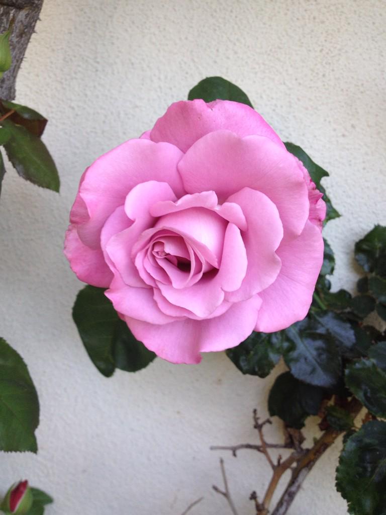 SmarterGarden's tweet photo. Highly fragrant 'Angel Face' rose in Michael Kappel's garden. Westwood http://t.co/6RJdGWyZIz